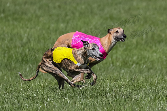1 Prelim Vet A-1, Karmen Smooch Carney-8409