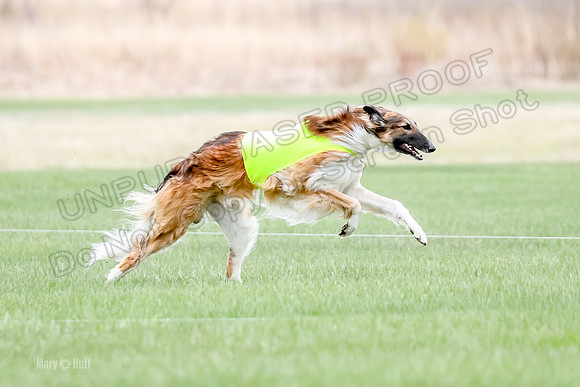 1 Prelims Borzoi Open, Bene-9190