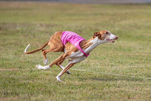 Finals Vet 2 Seren Dawn-3383