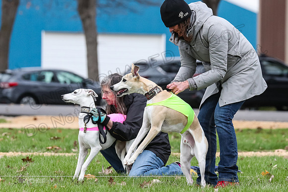 2 Finals Whippet Open, Reno Wyatt-9375