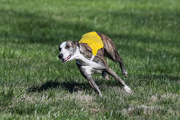 1 Prelim Fch B-2, Captain Mantle King Midas-3617