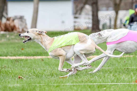 2 Finals Whippet Open, Reno Wyatt-9388