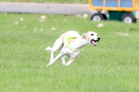 1 Prelims Whippet Open, Reno Wyatt-9208