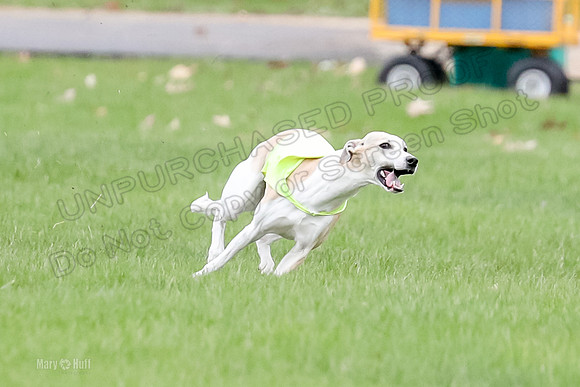 1 Prelims Whippet Open, Reno Wyatt-9208