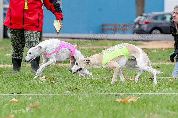 2 Finals Whippet Open, Reno Wyatt-9383