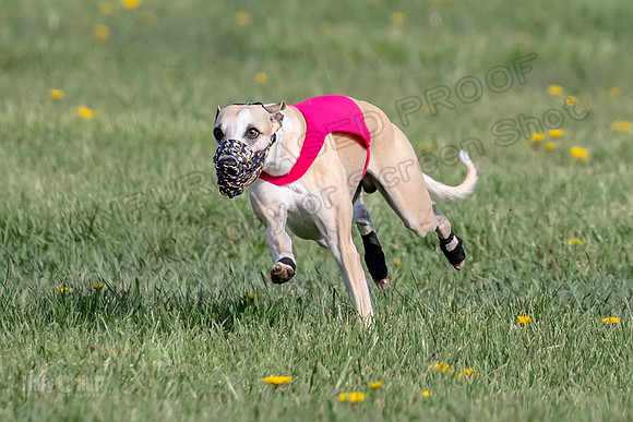 1Prelims Open E4 Dot Charlie Sable-0838