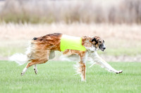 1 Prelims Borzoi Open, Bene-9193