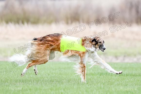 1 Prelims Borzoi Open, Bene-9193