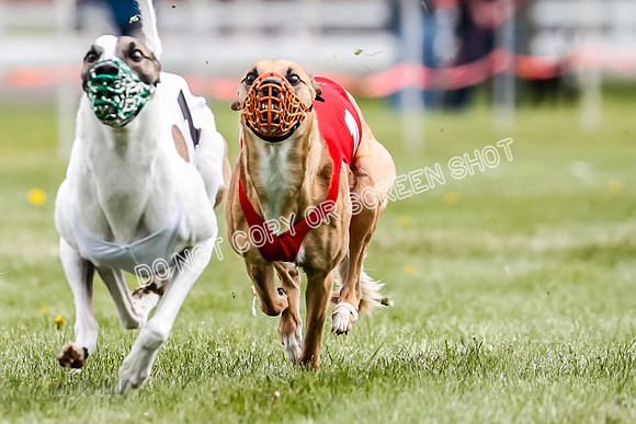 WRA, Prg 1, Race 12, Tanooki Jigsaw Cheetah Bookie-8468