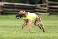 Finals Afghan Hound-1466