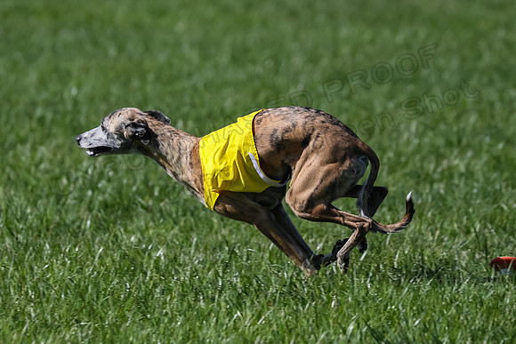 1 Prelim Vet A-1, Karmen Smooch Carney-8402
