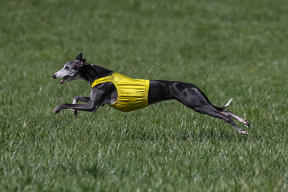 1 Prelim Vet A-3, Winnie Lynesse Suni-8504