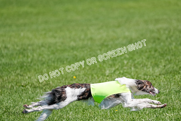 Silken Windhound Prelim, Finnegan-2989