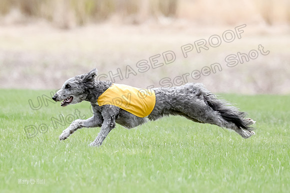 1 Prelims LCI Ellie-0033