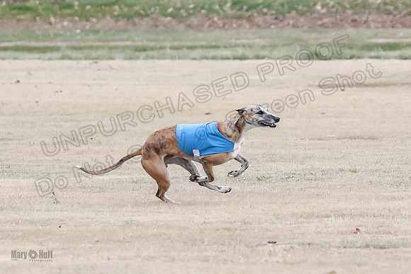 1Prelim Open 2 Shine Maverick Steel-2982