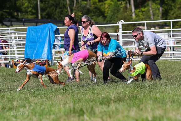 Open Prelim B1, Libby, Rogue, Penny-7743