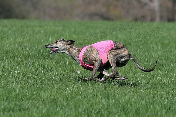 1 Prelim Fch B-5, Sealli Janey-3698