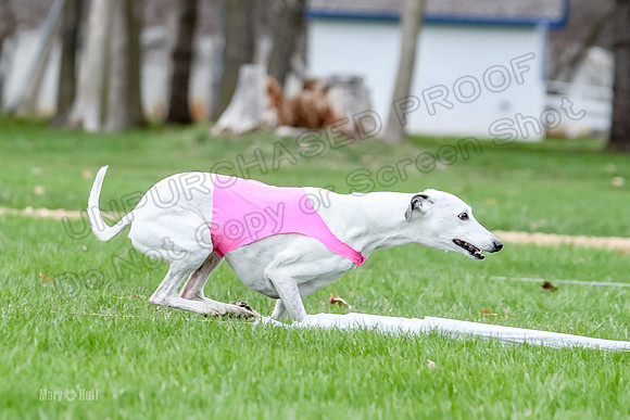2 Finals Whippet Open, Reno Wyatt-9401