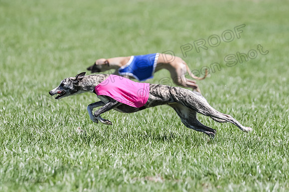 3 Finals Fch A-4, Prim Whisper Harley-5152