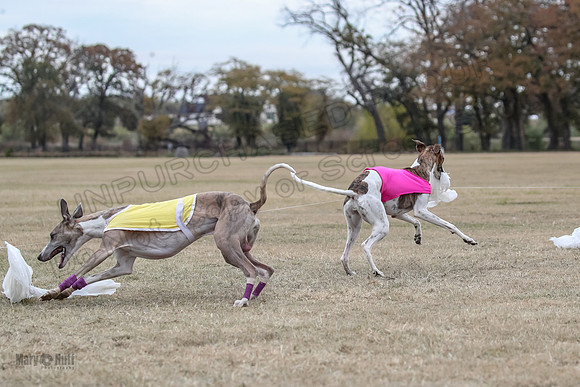 Finals Open 4 Rigel Trixie-4143