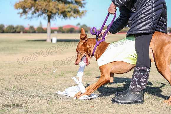 1Prelims Vet 1 Caper Copper-1027