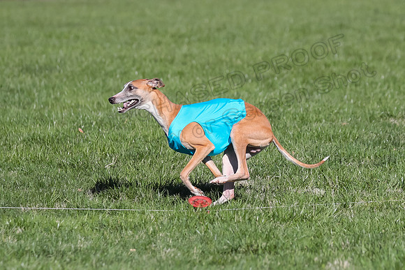 1 Prelim Fch A-1, Maeve Thor Rocky-3477
