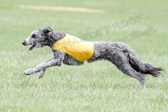 1 Prelims LCI Ellie-0044