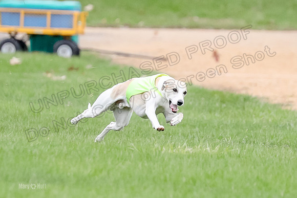 1 Prelims Whippet Open, Reno Wyatt-9209