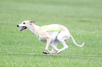 1 Prelims Whippet Open, Reno Wyatt-9226