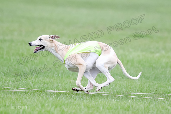 1 Prelims Whippet Open, Reno Wyatt-9226