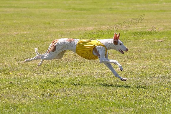 Finals Fch 1 Willow Penny Madyson-8266