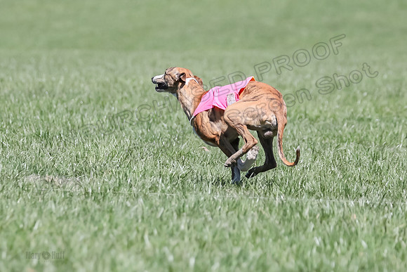 3 Finals Fch A-2, Justice Patron Thor-5009