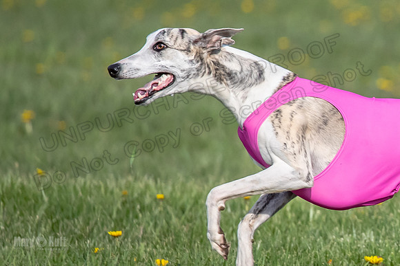1Prelims Open E1 Boujee Riptide Zaza-0721