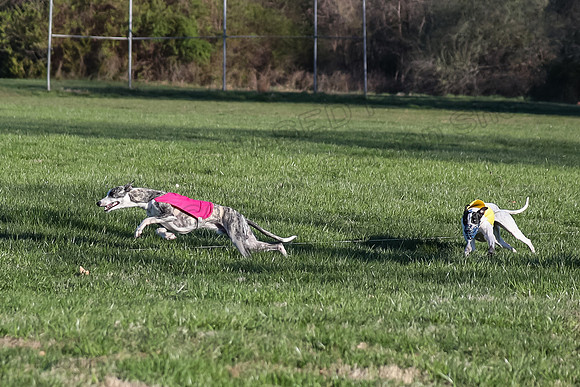 1 Prelim Open A-1 Allison Arlo CaraCara-2985