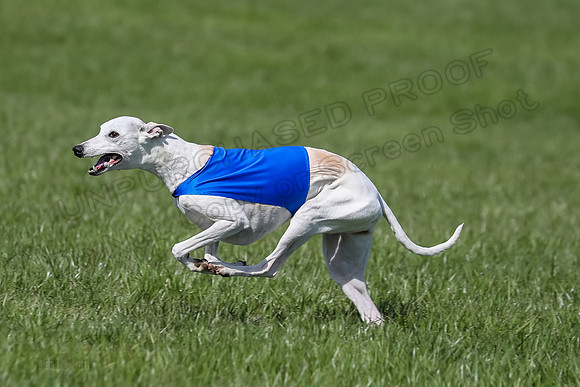 1 Prelim Vet A-3, Winnie Lynesse Suni-8494