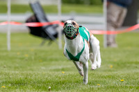 WRA, Prg 1, Race 1, Puppy, Sprig Gnocchi-8233
