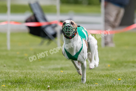 WRA, Prg 1, Race 1, Puppy, Sprig Gnocchi-8233