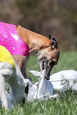 2 Finals Veterans A-3, Harlee Smooch titan-0962