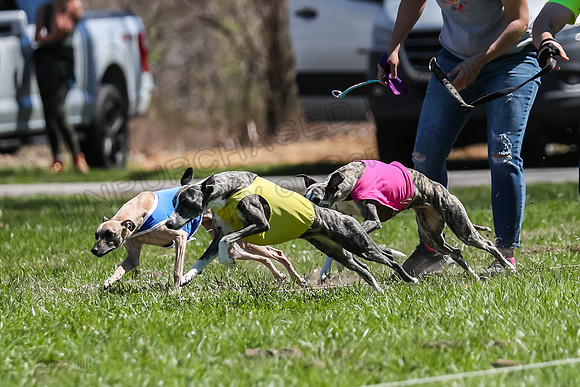 3 Finals Fch A-4, Prim Whisper Harley-5134