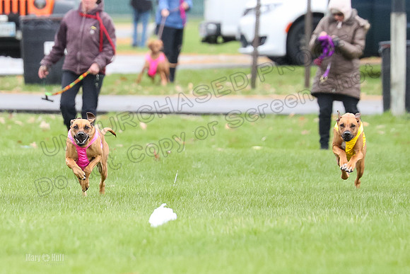 1 Prelim RR Open 2, Kinky Opal-9134