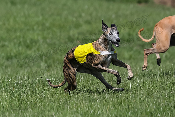 1 Prelim Vet A-1, Karmen Smooch Carney-8413