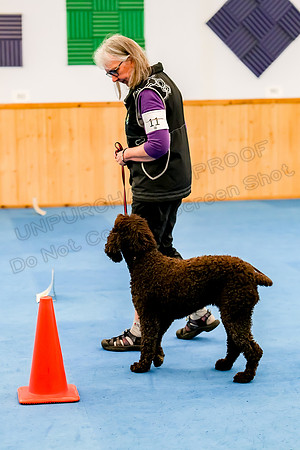 Beginner Novice-3497