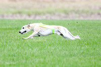 1 Prelims Whippet Open, Reno Wyatt-9218