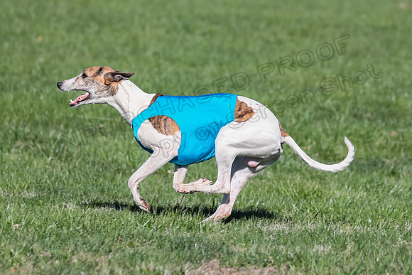 1 Prelim Fch A-4, Whisper Patron Waylon-3578