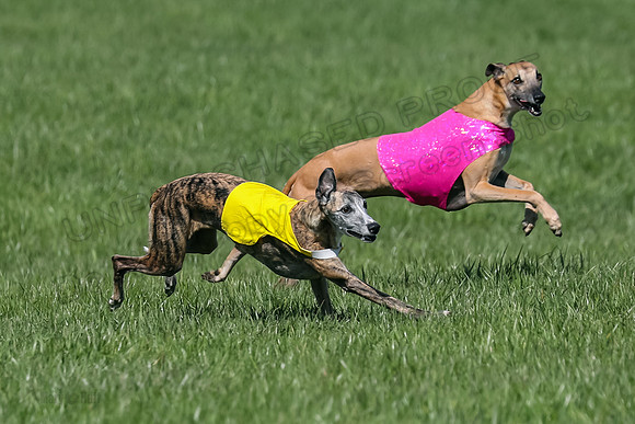1 Prelim Vet A-1, Karmen Smooch Carney-8411