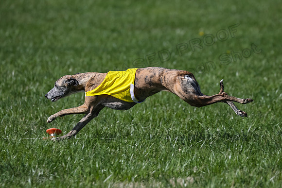 1 Prelim Vet A-1, Karmen Smooch Carney-8401