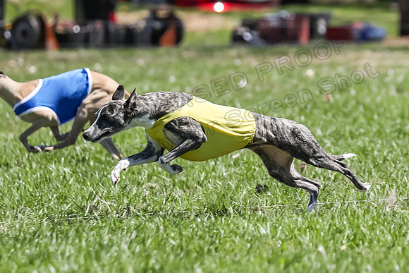 3 Finals Fch A-4, Prim Whisper Harley-5146