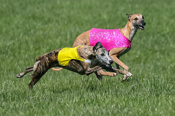 1 Prelim Vet A-1, Karmen Smooch Carney-8410