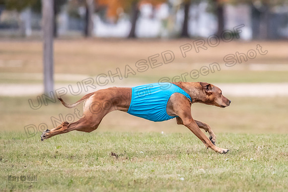 Finals Fch 1 Islay Opal Dakota-2404
