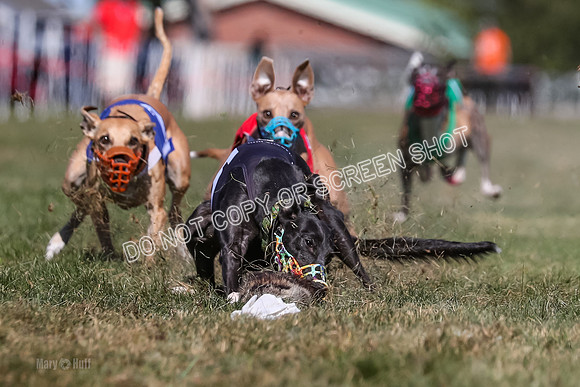 Prg 4, Race 5, Rasta Cammie Warrior Grim Buckwheat-0204